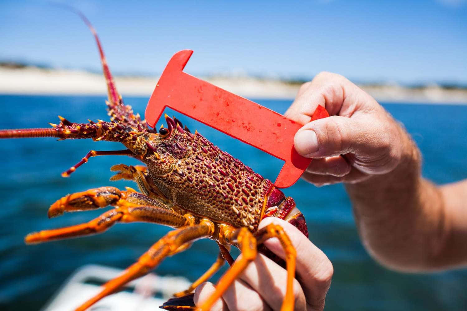 Measuring Spiny Lobster Sizeat Sea Wallpaper