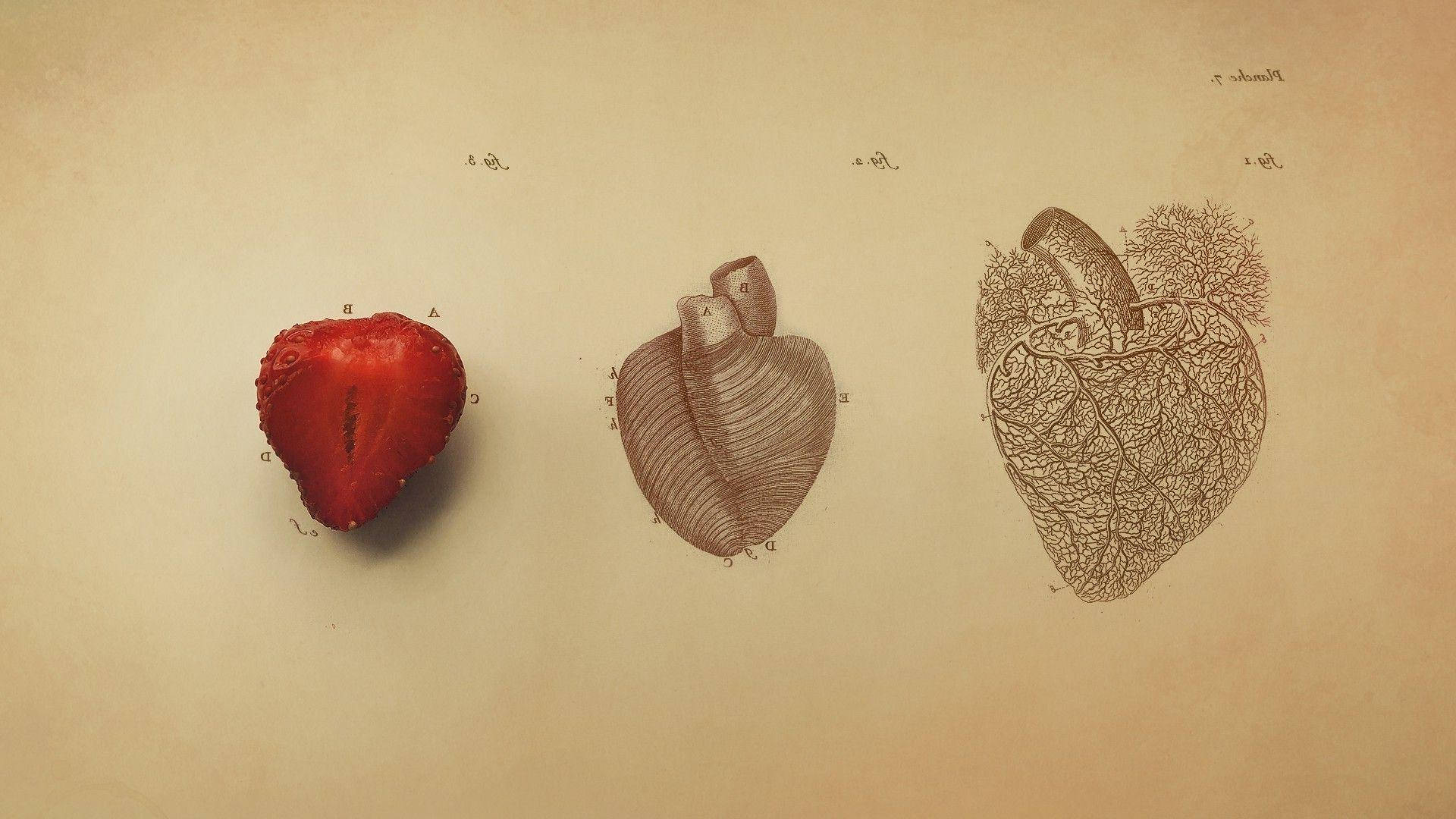 Intricate Human Heart Chart Wallpaper