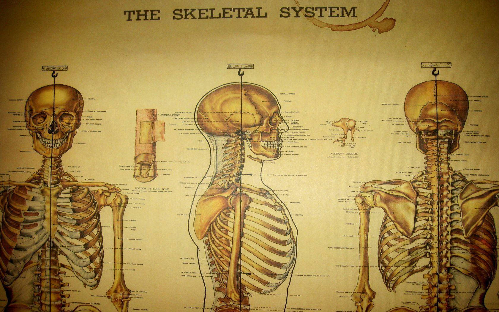 Medizinischeskelettsystem Tabelle Wallpaper