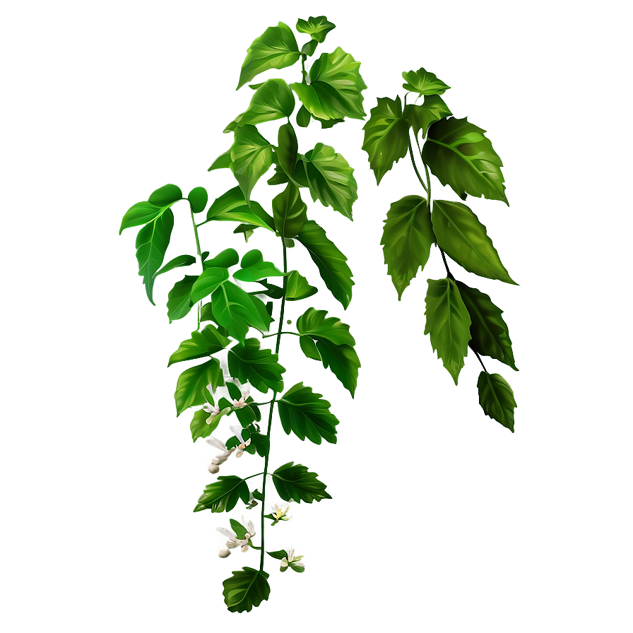 Medicinal Herb Vine Png Dag PNG