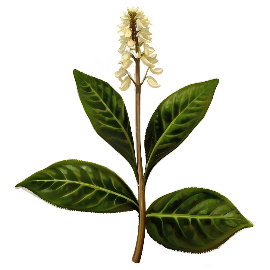 Medicinal Plant Png Toe PNG
