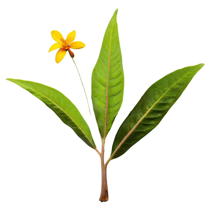 Medicinal Plant Png Vno PNG