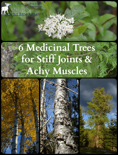 Medicinal Trees For Joints And Muscles PNG