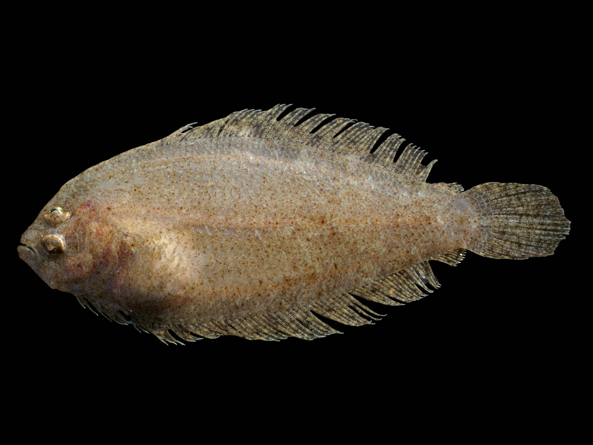 Mediterranean Flounder Flatfish Wallpaper