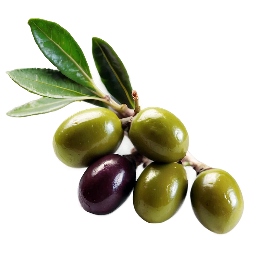 Download Mediterranean Olive Png Yqe | Wallpapers.com