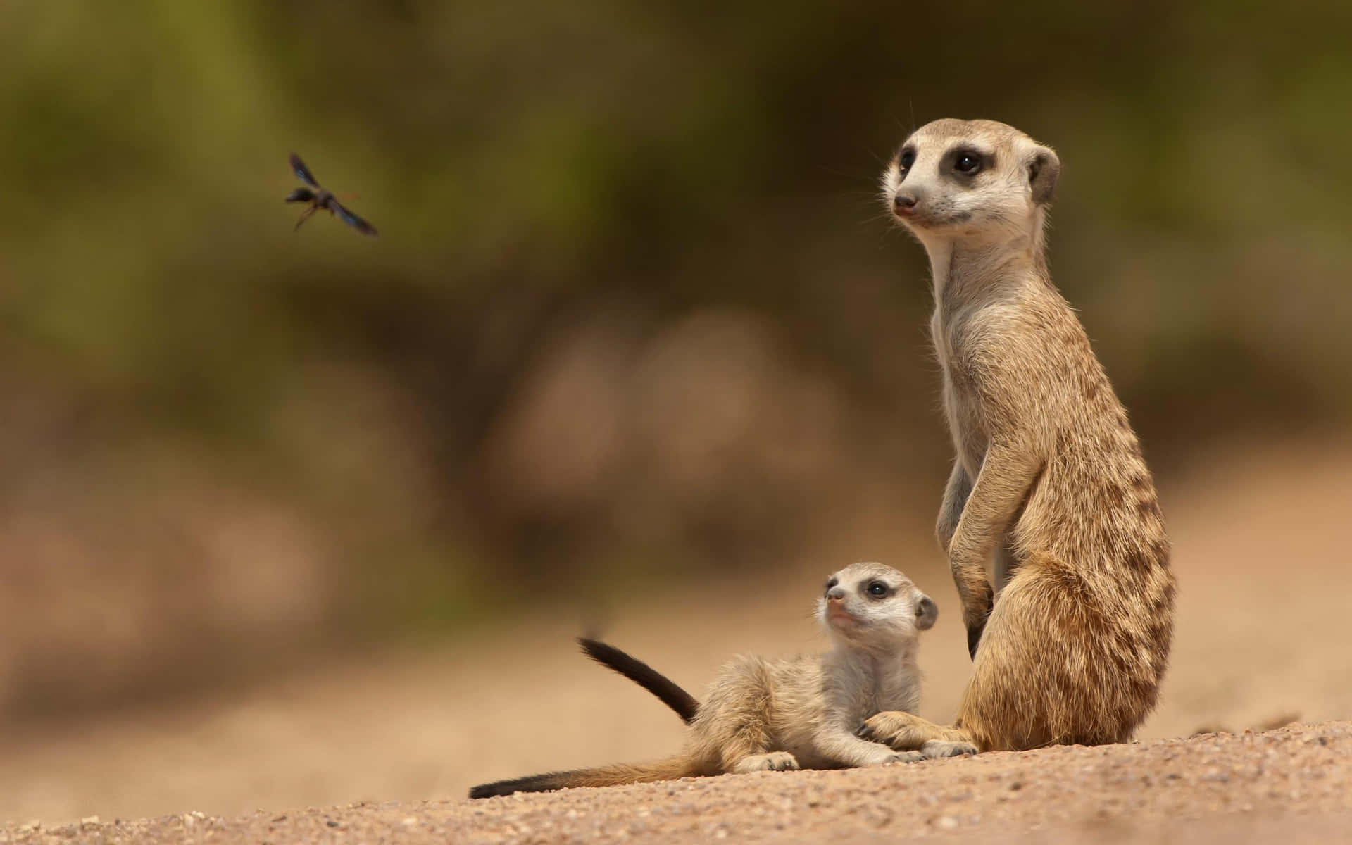 Meerkat_ Adult_and_ Pup_ Watchful Wallpaper