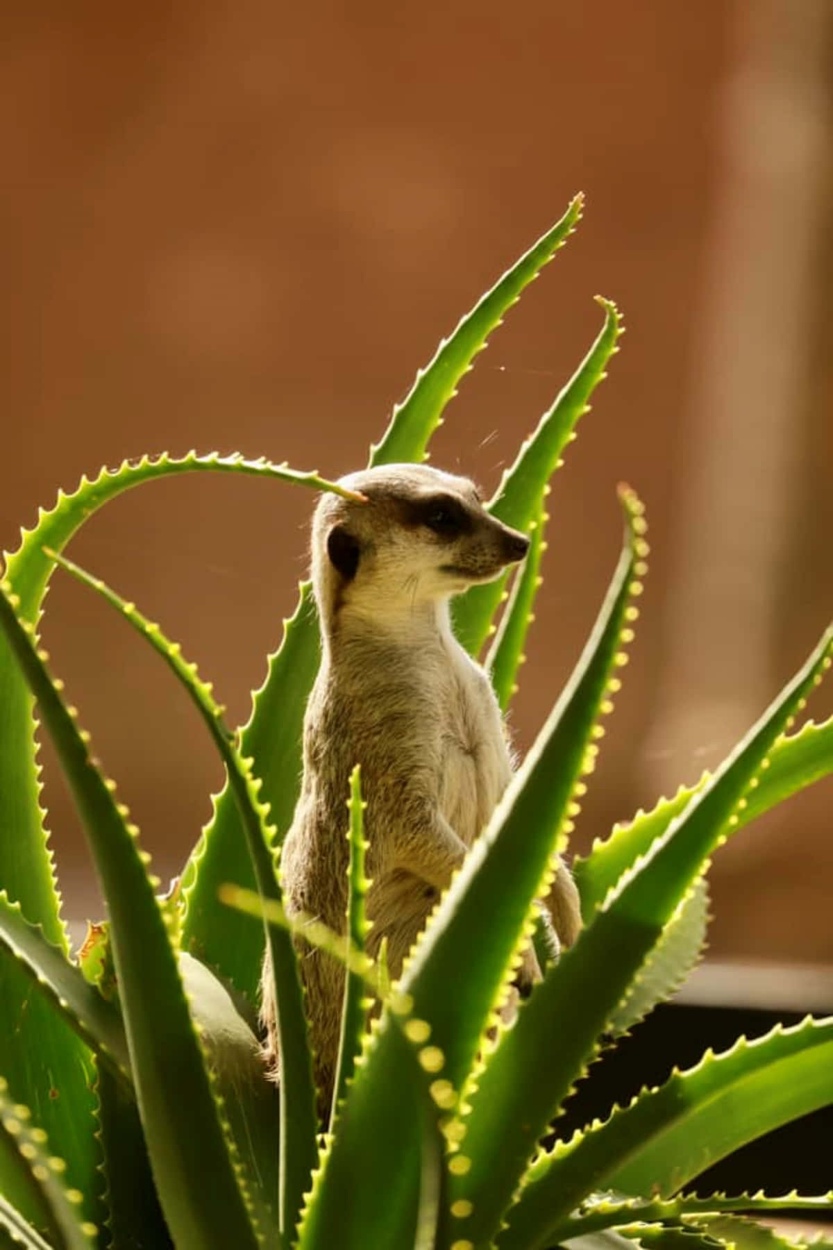 Meerkat Sentryin Aloe Plant Wallpaper