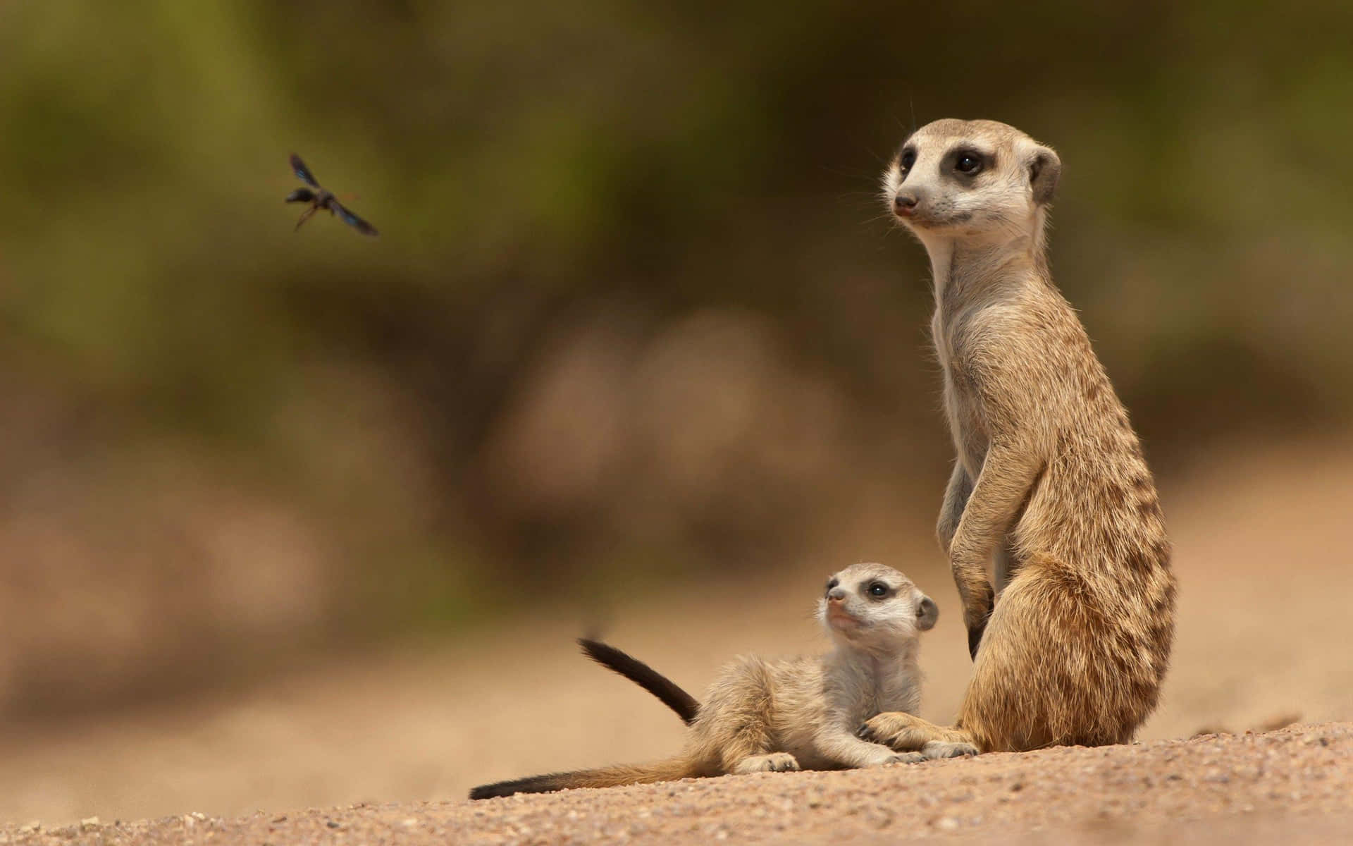 Meerkat Vigilanceand Offspring.jpg Wallpaper