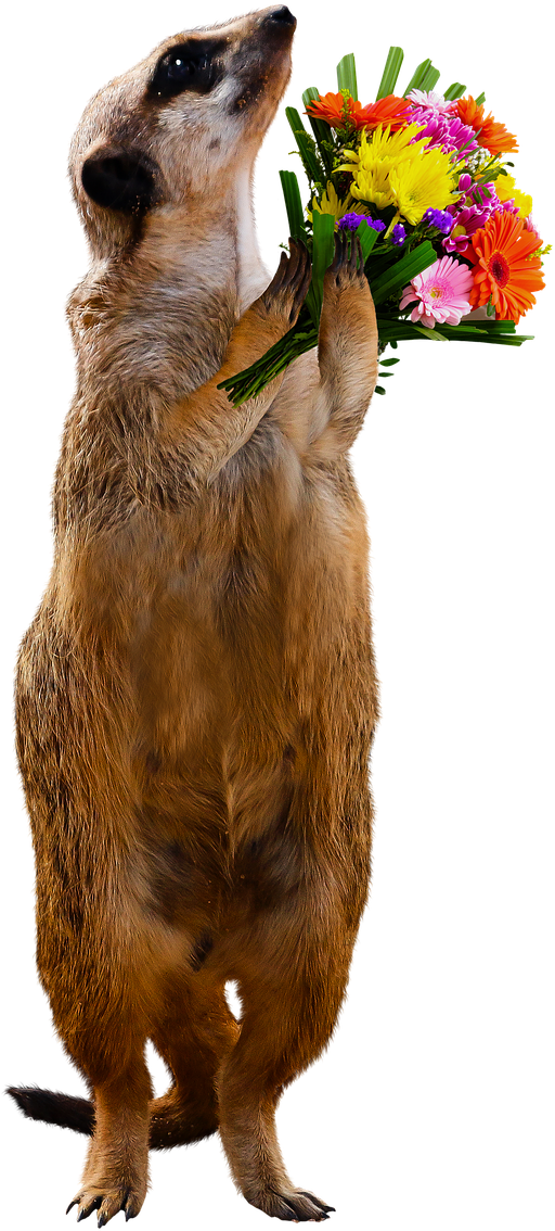 Meerkat With Flowers.png PNG