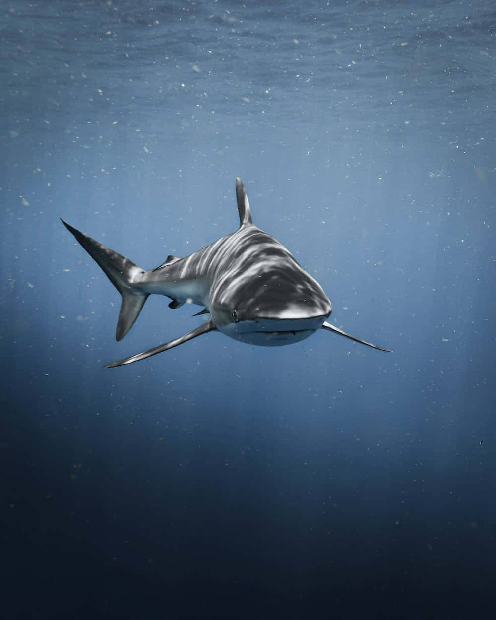 Megalodon Swimming Underwater With Bubbles Picture