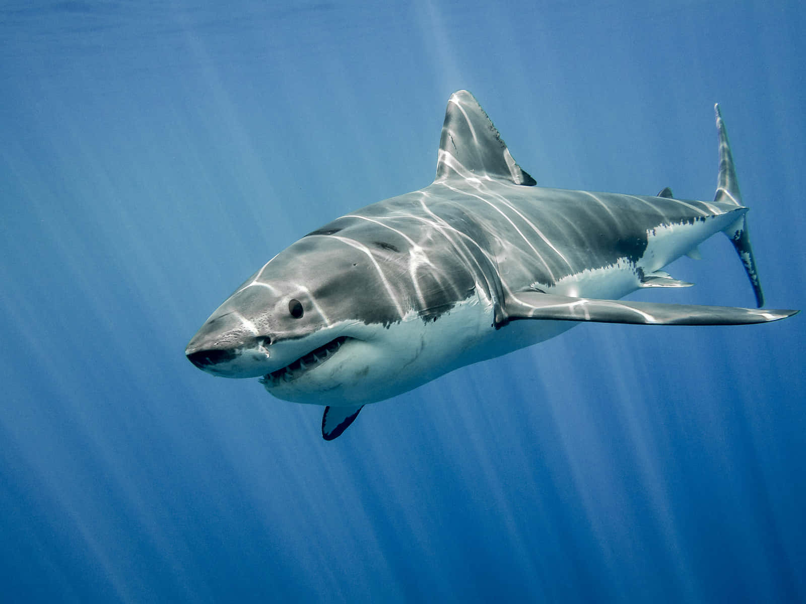 A Great White Shark Swimming In The Ocean