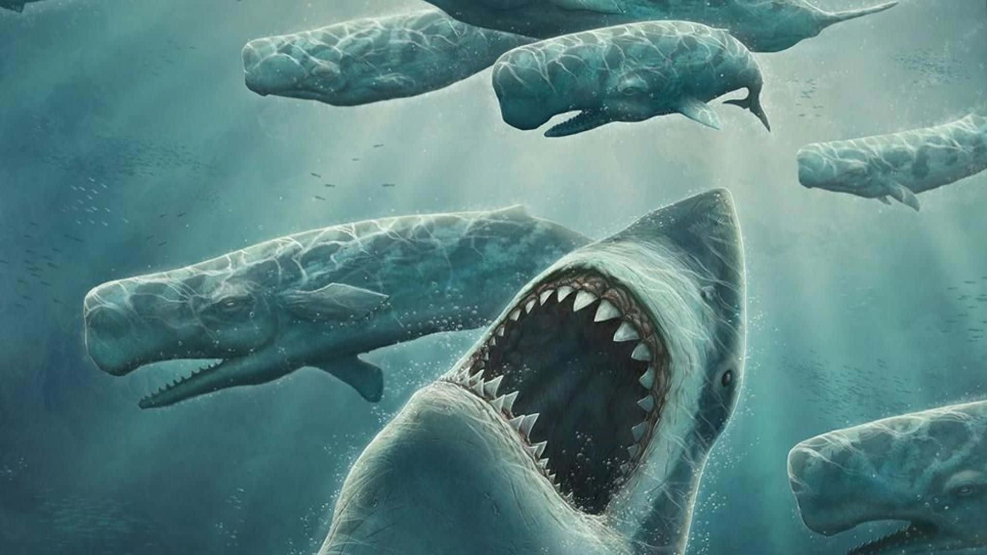 Megalodon, an extinct species of giant shark