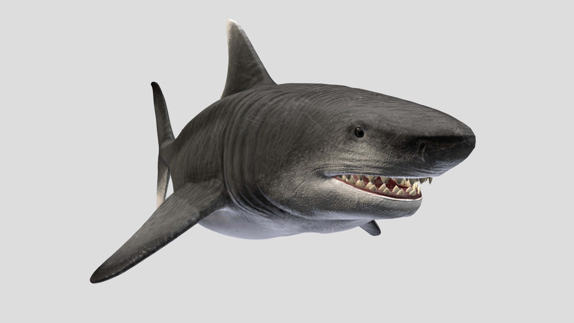 a shark with its mouth open is shown