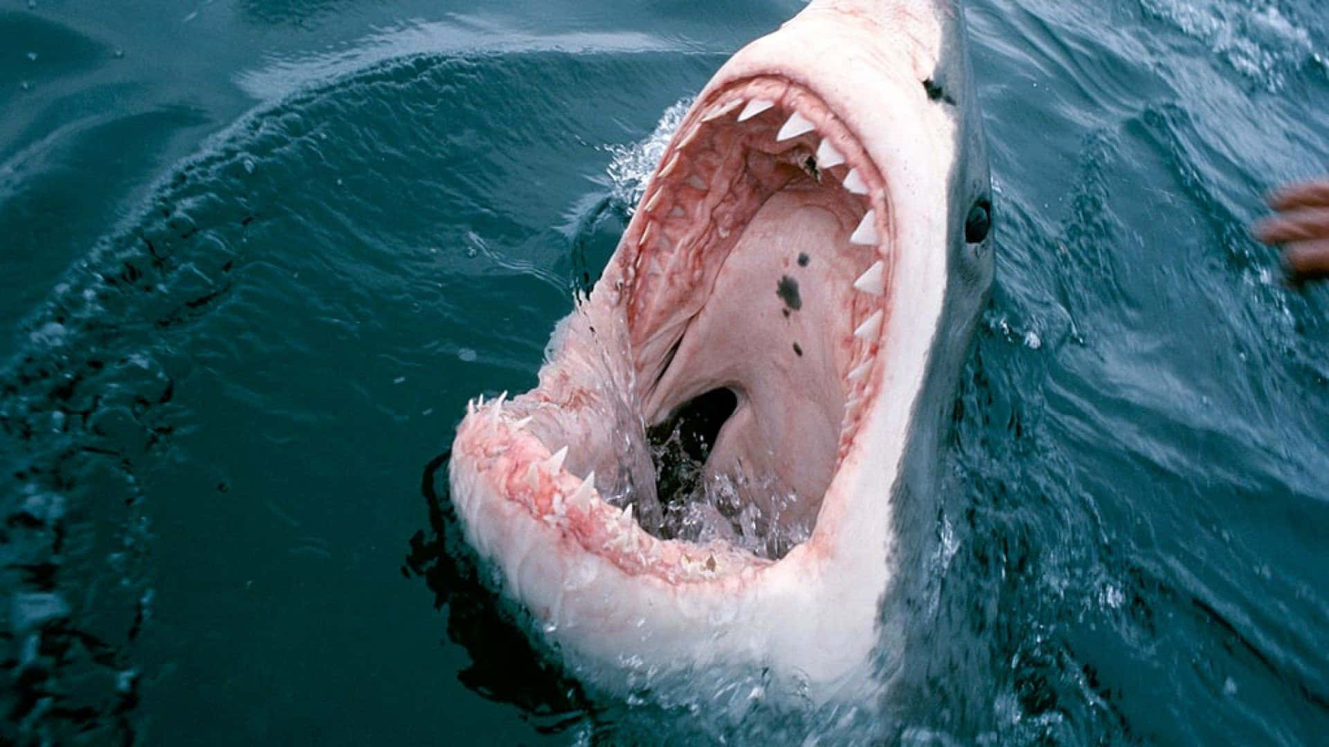 A White Shark With Its Mouth Open