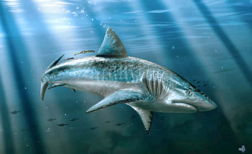Megalodon Swimming Underwater Art Picture