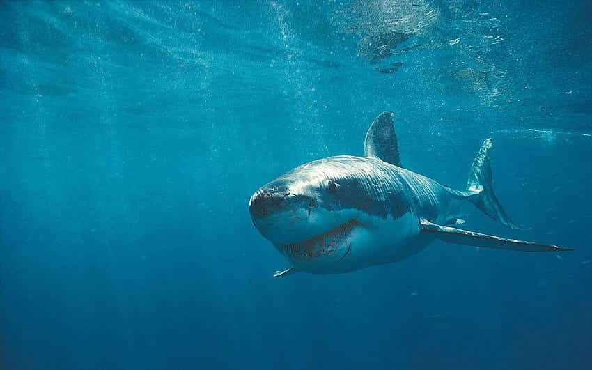 A White Shark Swimming In The Ocean