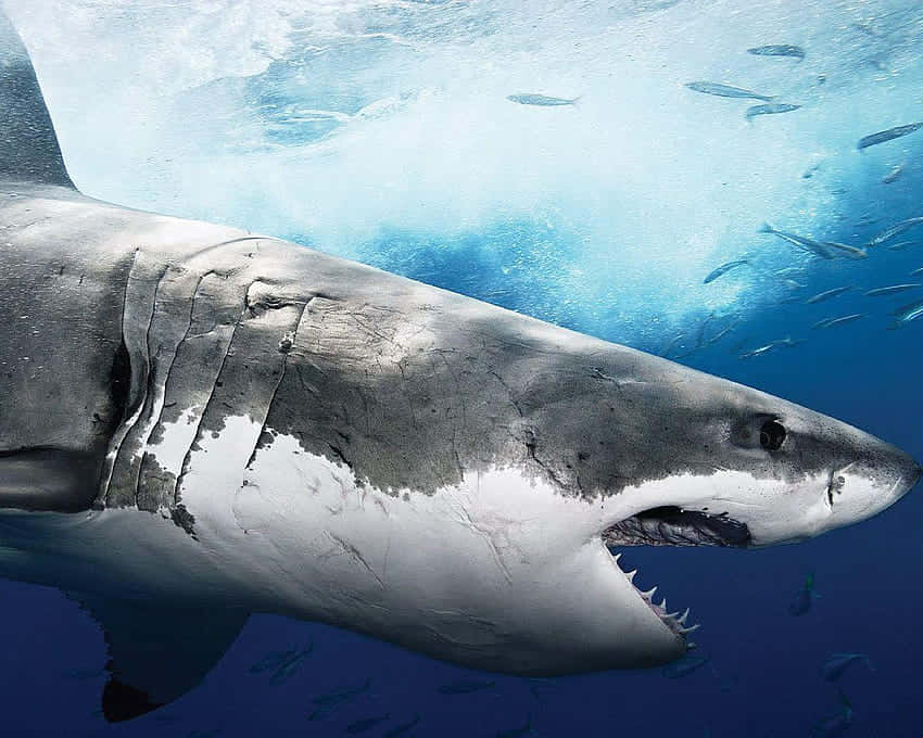 Megalodon Swimming With Fish Picture