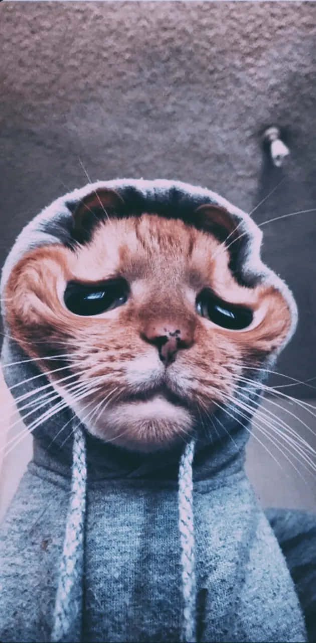 Chat Mélancolique Dans Un Sweat À Capuche.jpg Fond d'écran