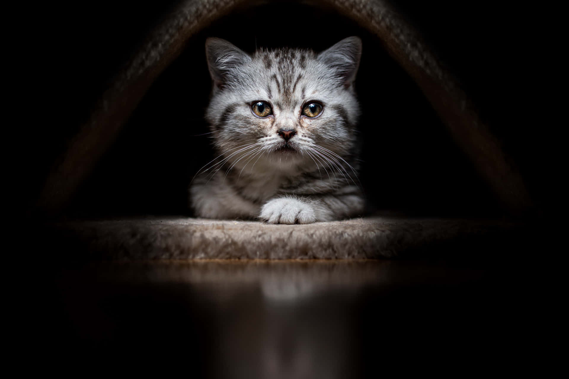 Chaton Mélancolique Dans L'ombre.jpg Fond d'écran