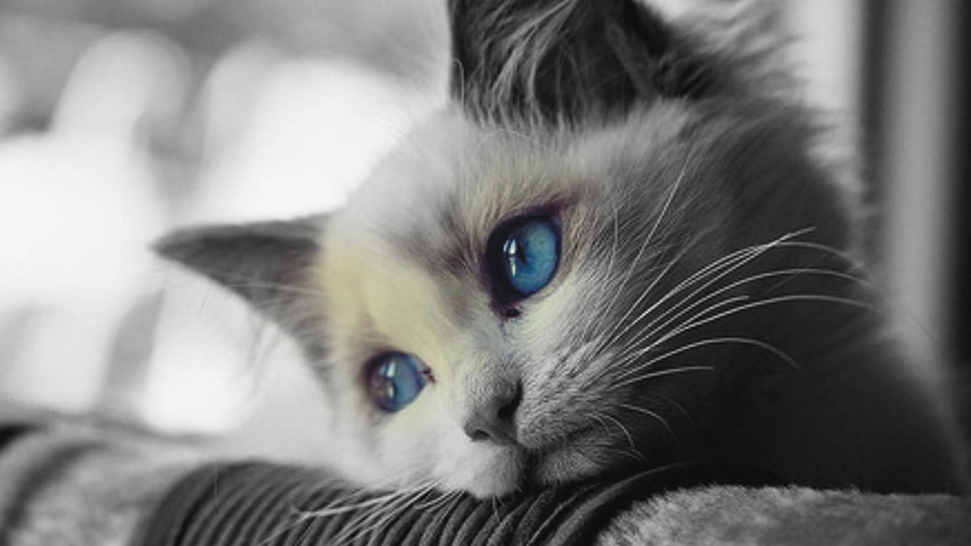 Melancholy Blue-Eyed Cat Wallpaper