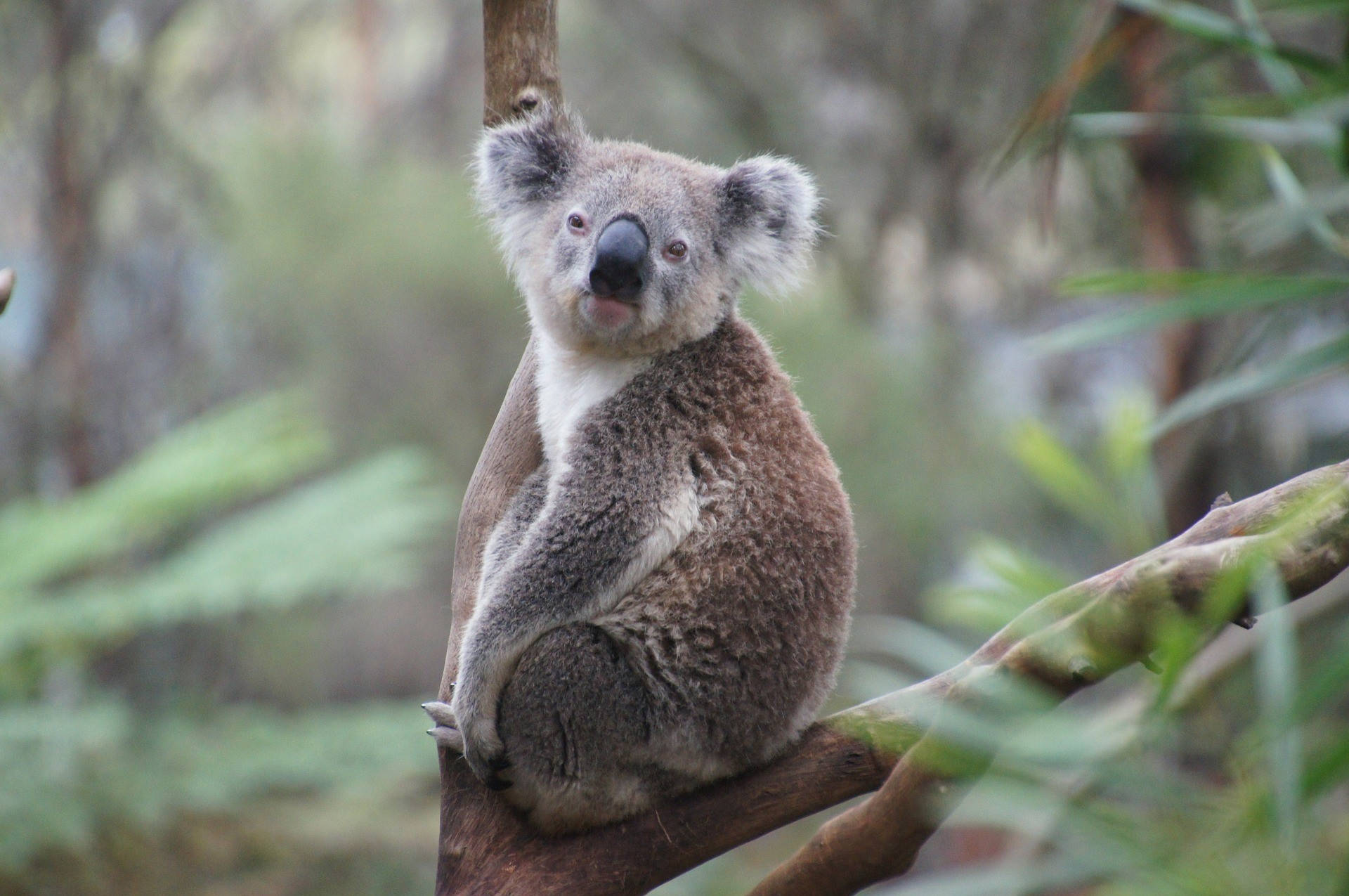 Melbourne Animal Zoo With Koala Wallpaper