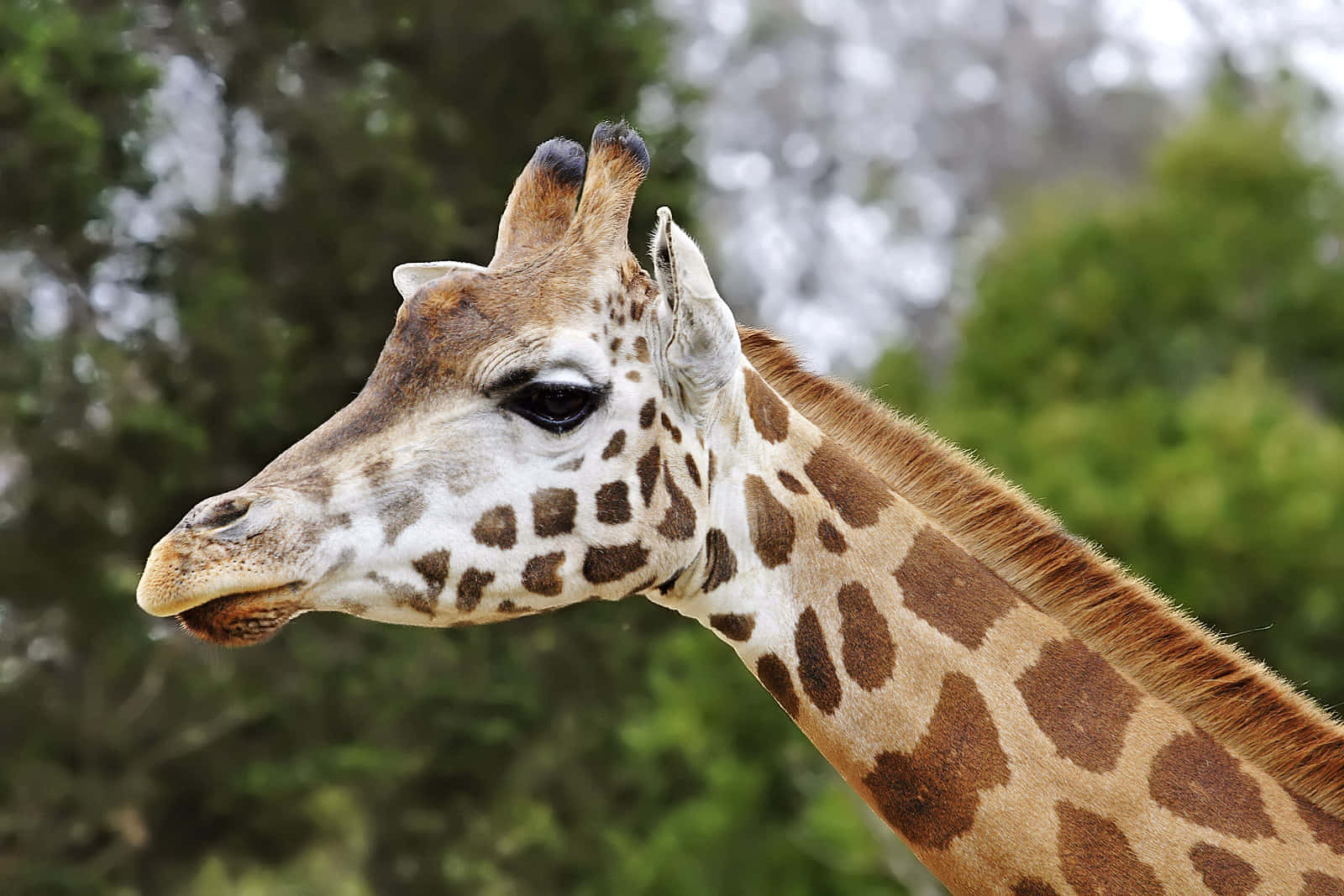 Melbourne Zoo Giraffe Profile Wallpaper