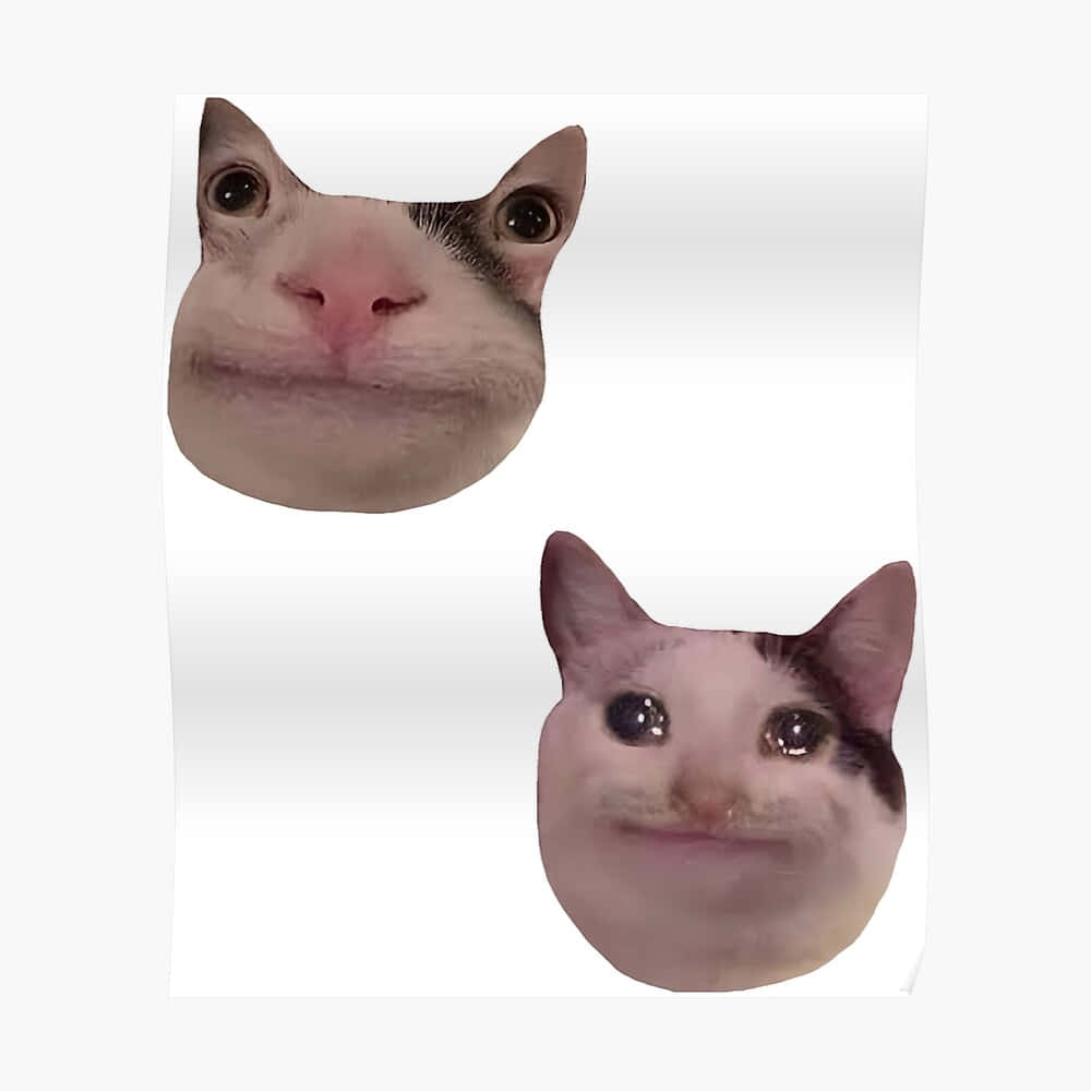 Meme Cat Funny Discord Pfp Background