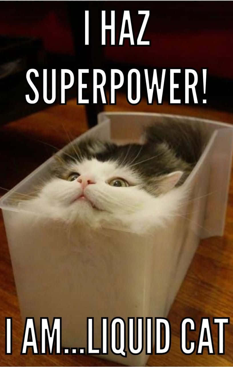 Liquid Cat Meme Desktop Wallpaper