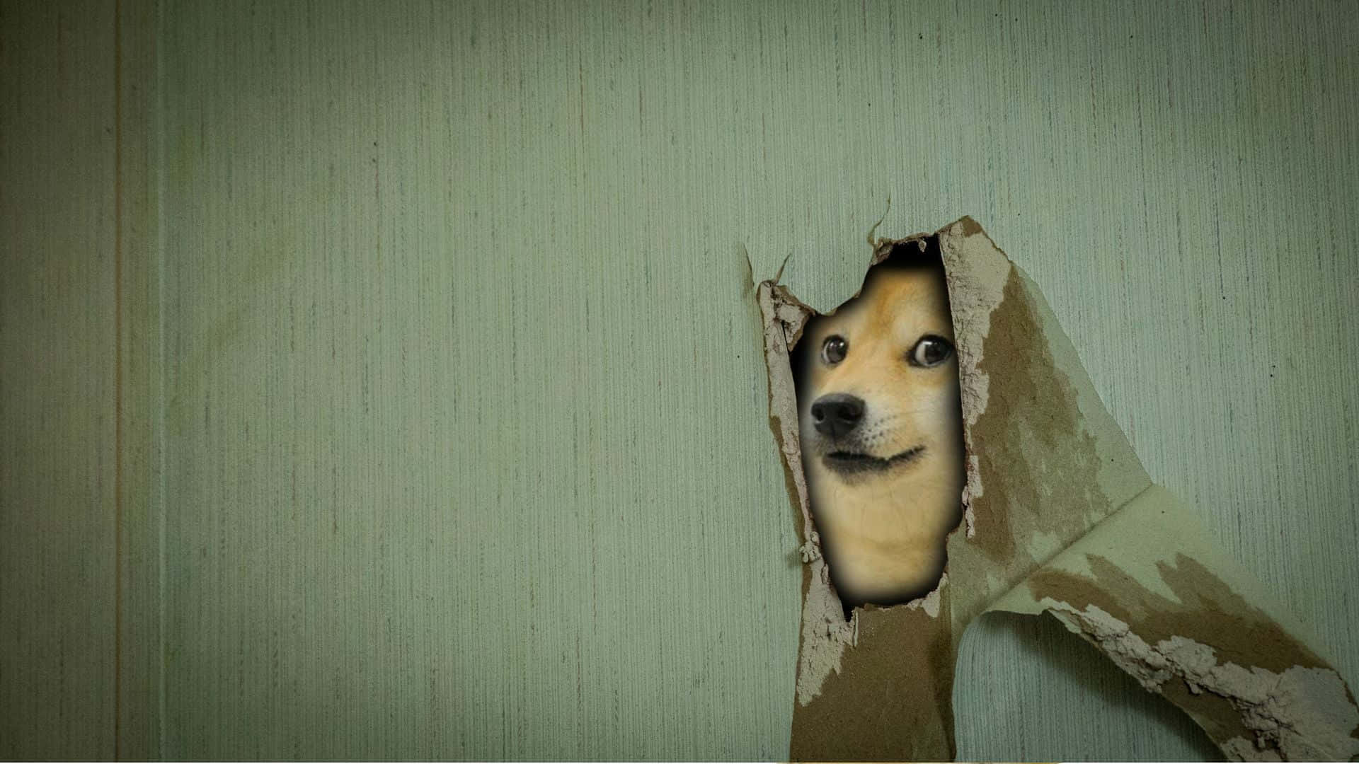 Meme Dog Peeking Picture