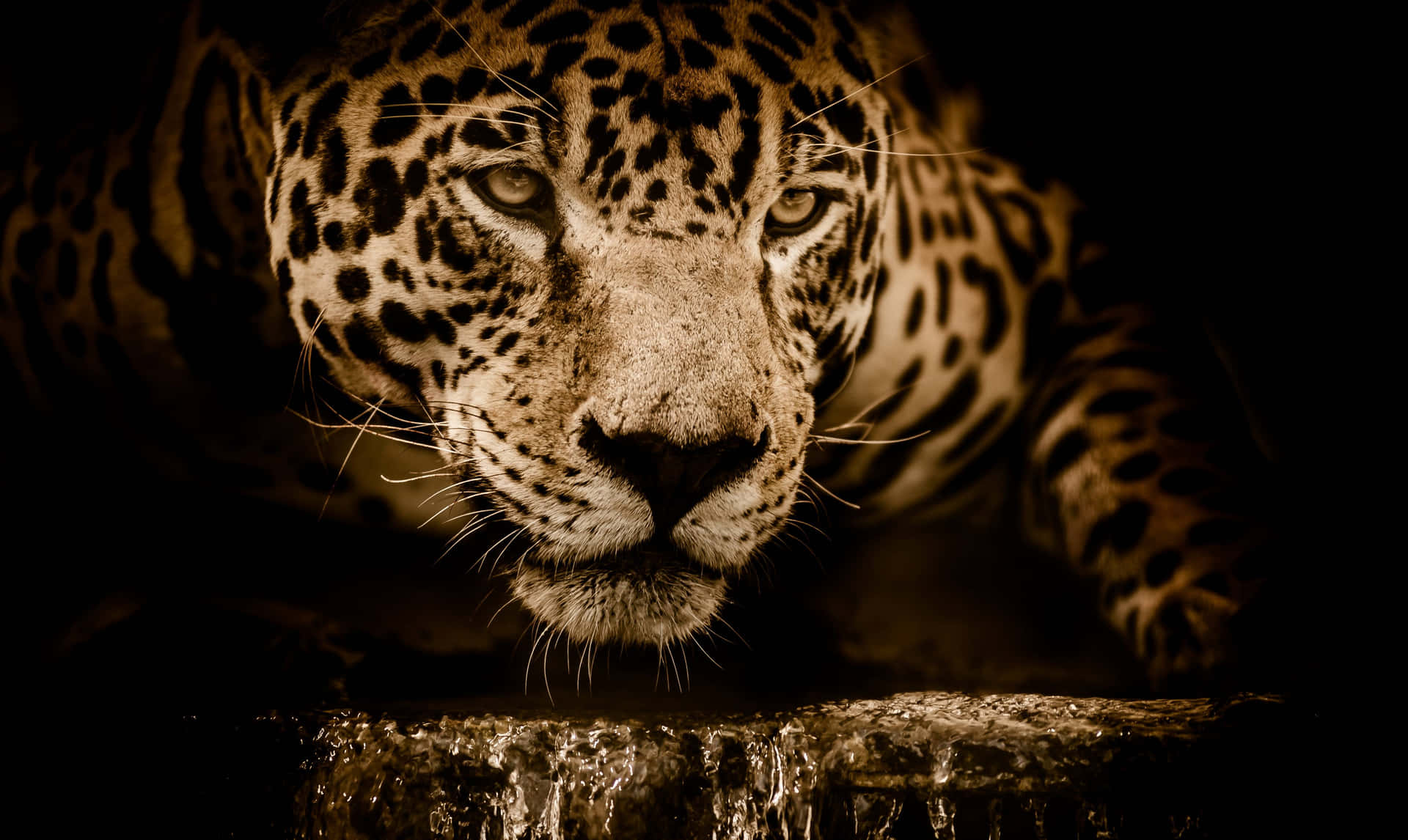 Menacing Look Of A Jaguar Wallpaper