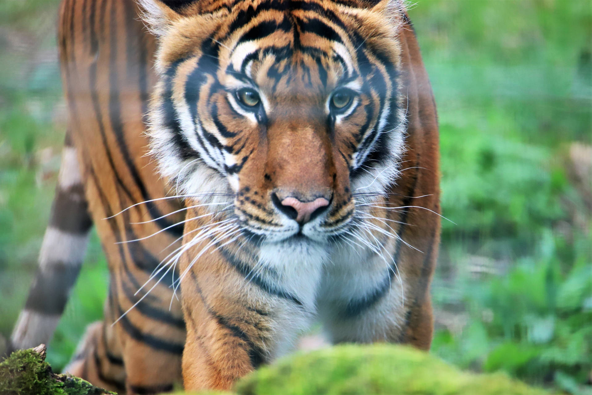 Menacing Sumatran Tiger Hd Glare Wallpaper