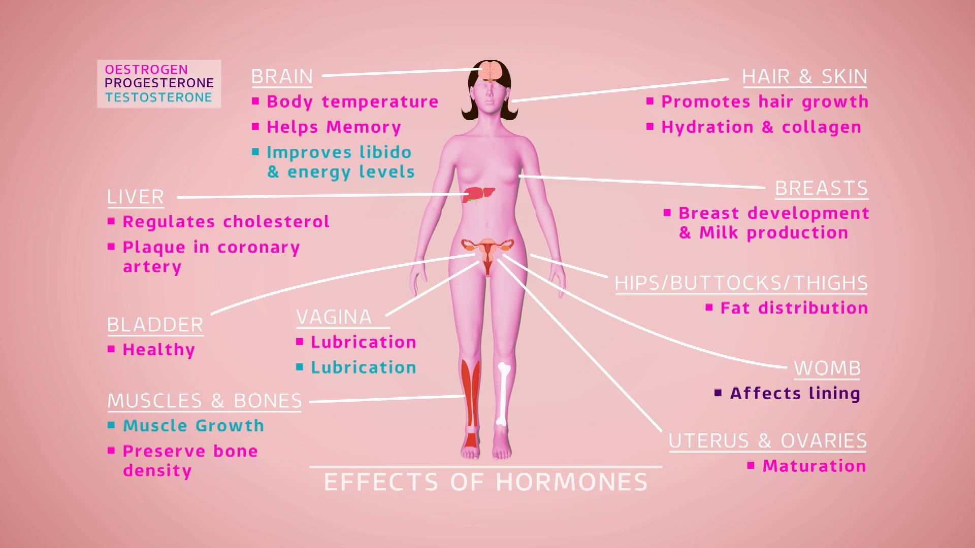 Menopause Changes Diagram Wallpaper