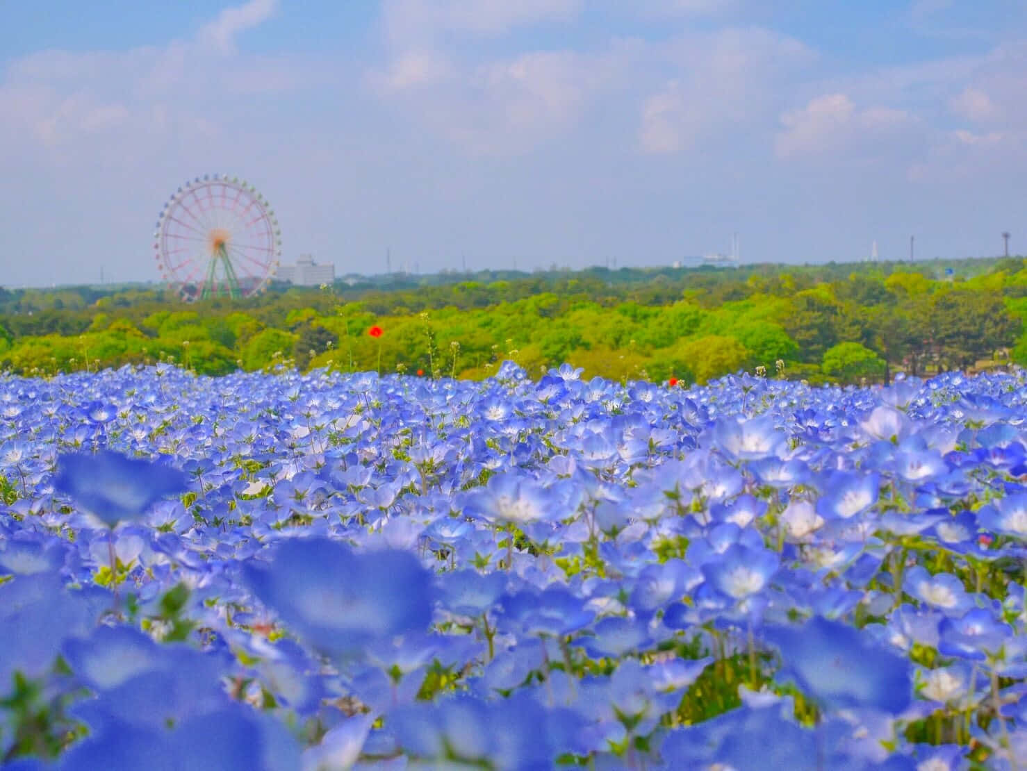 Meravigliosobellissimo Fiore In Piena Fioritura