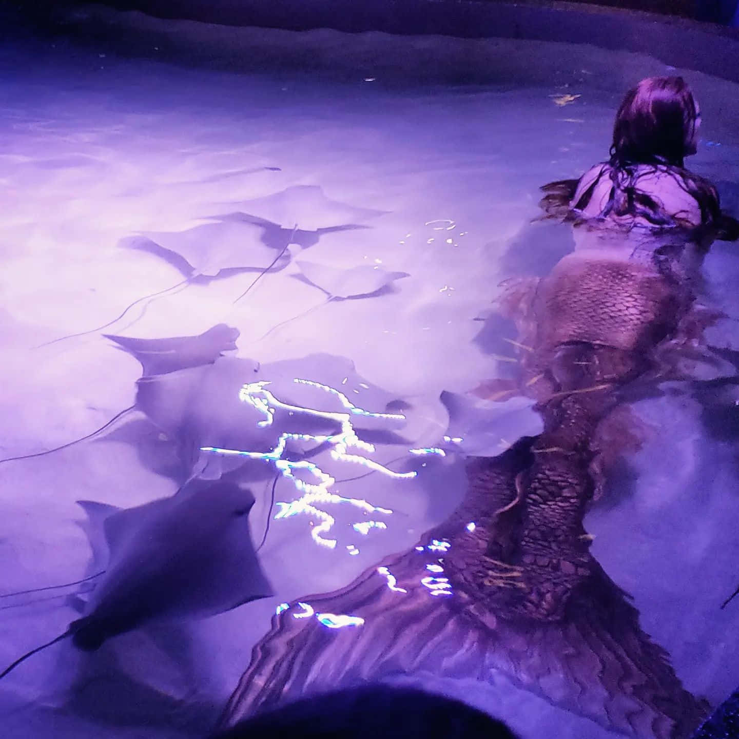 Mermaid Encounter With Stingrays Wallpaper