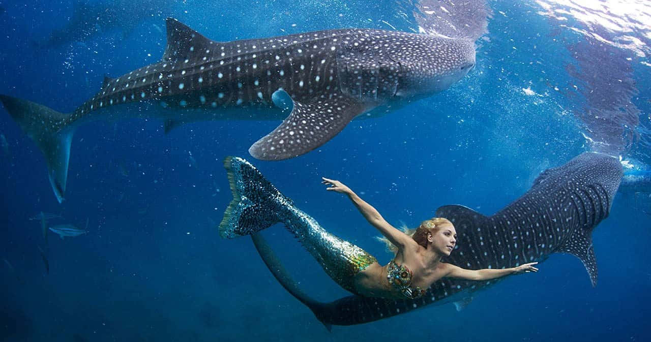 Imagende Un Tiburón Ballena En La Vida Real Con Una Sirena