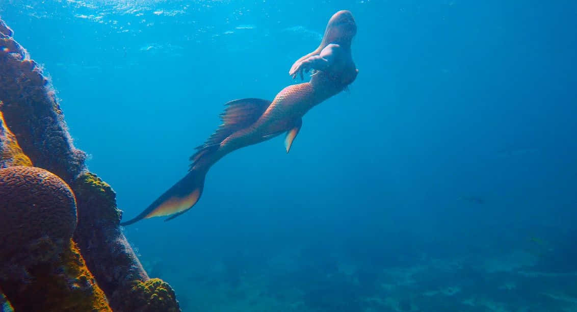 Beauty of the Sea - Mermaid Real Life
