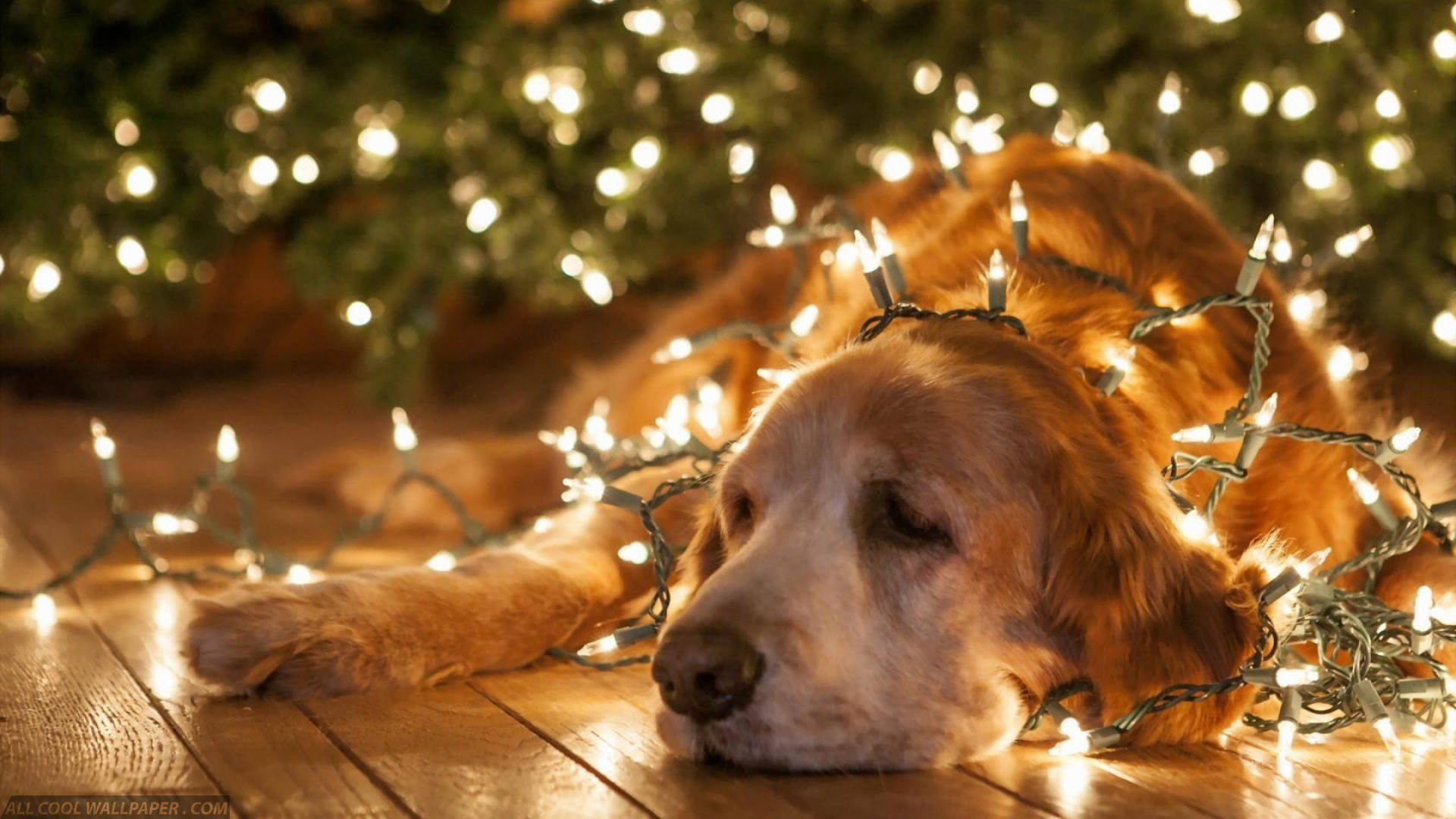 Merry Christmas Labrador Dog Wallpaper