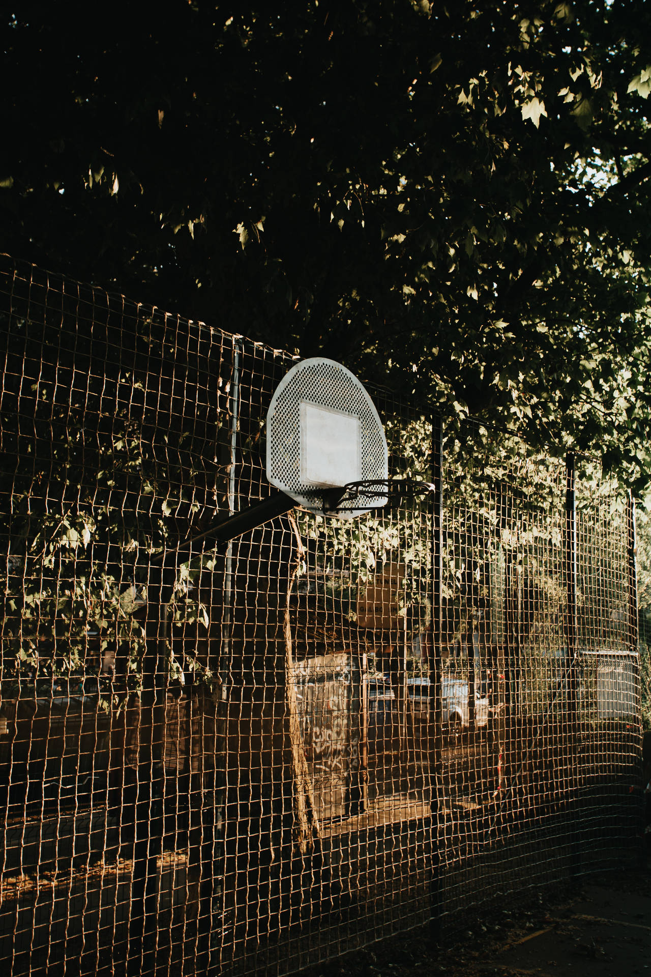 Mesh Basketball Backboard Trees Wallpaper