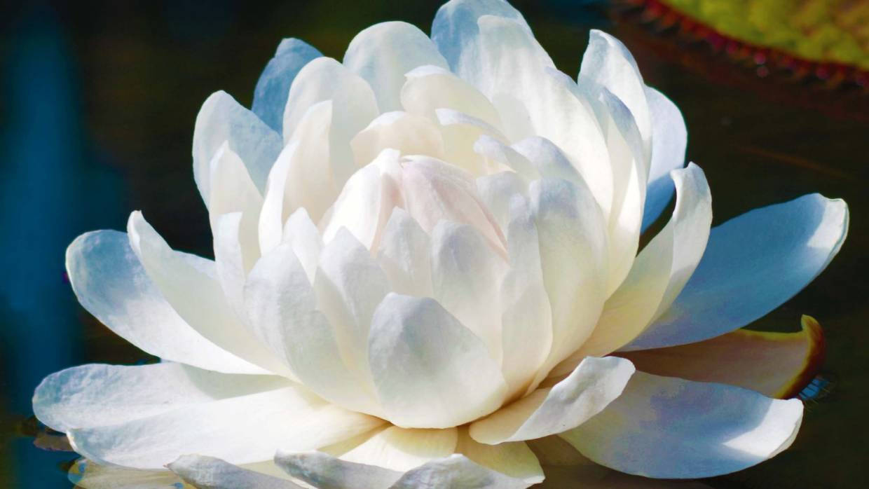 Mesmerizing Blossom Of A Water Lily Wallpaper