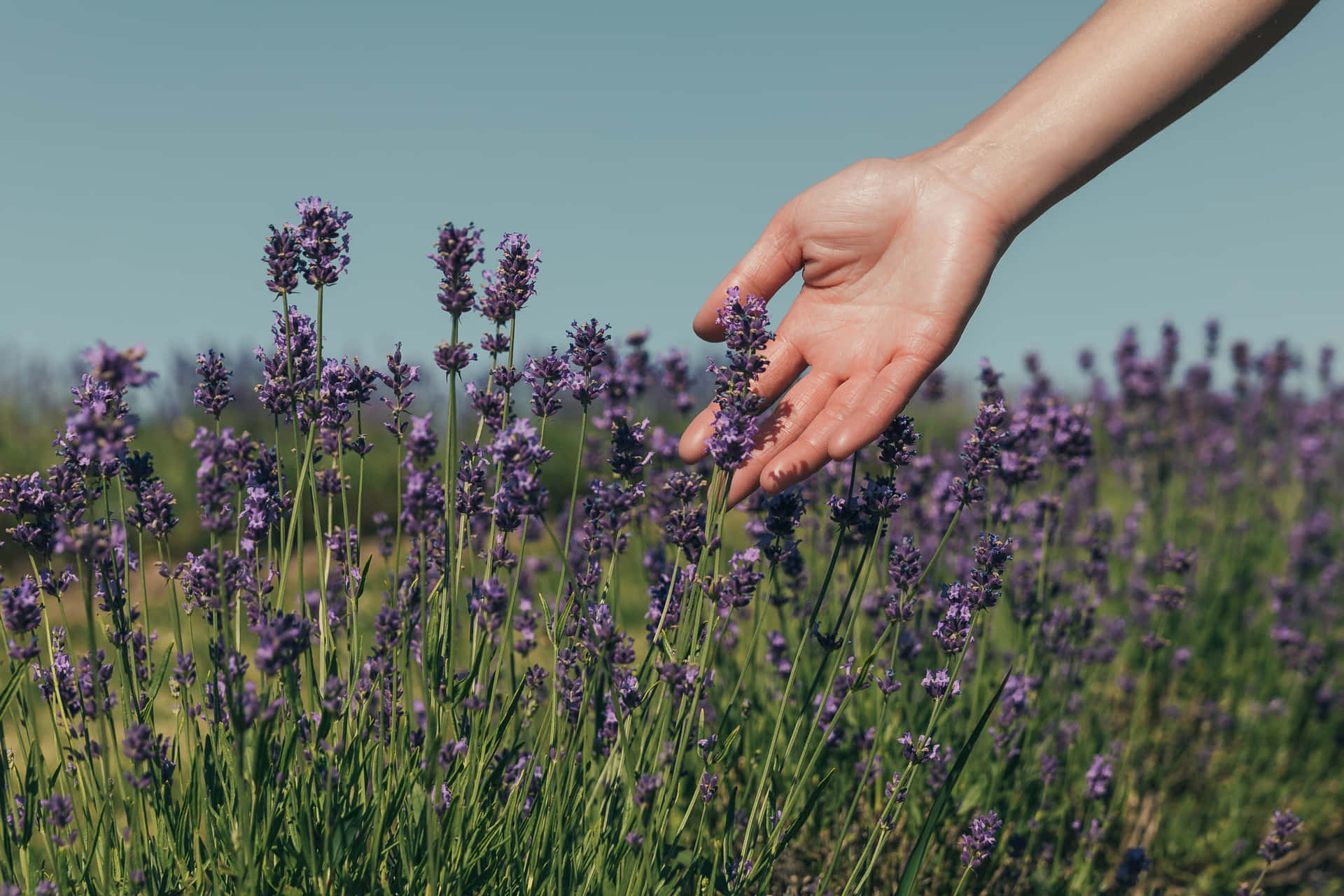 "mesmerizing Field Of Lavender In Full Bloom"
