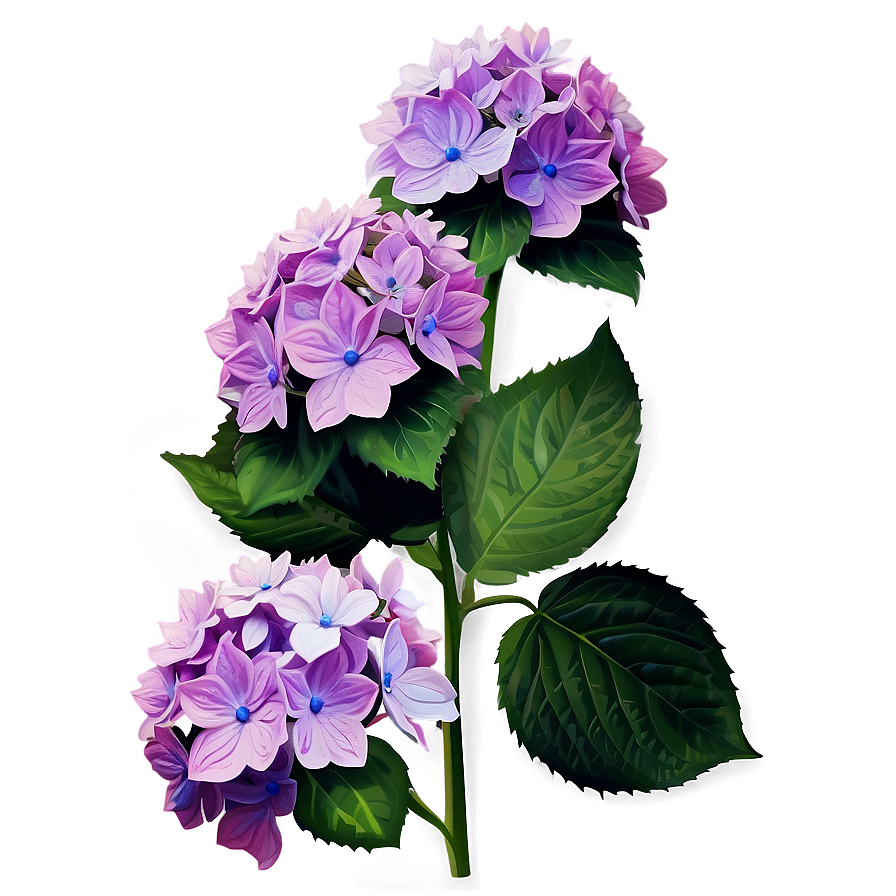 Mesmerizing Hydrangea Png Qje95 PNG