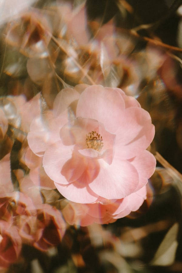 Fundode Tela Encantador Com Aesthetics De Flores Vintage Rosa. Papel de Parede