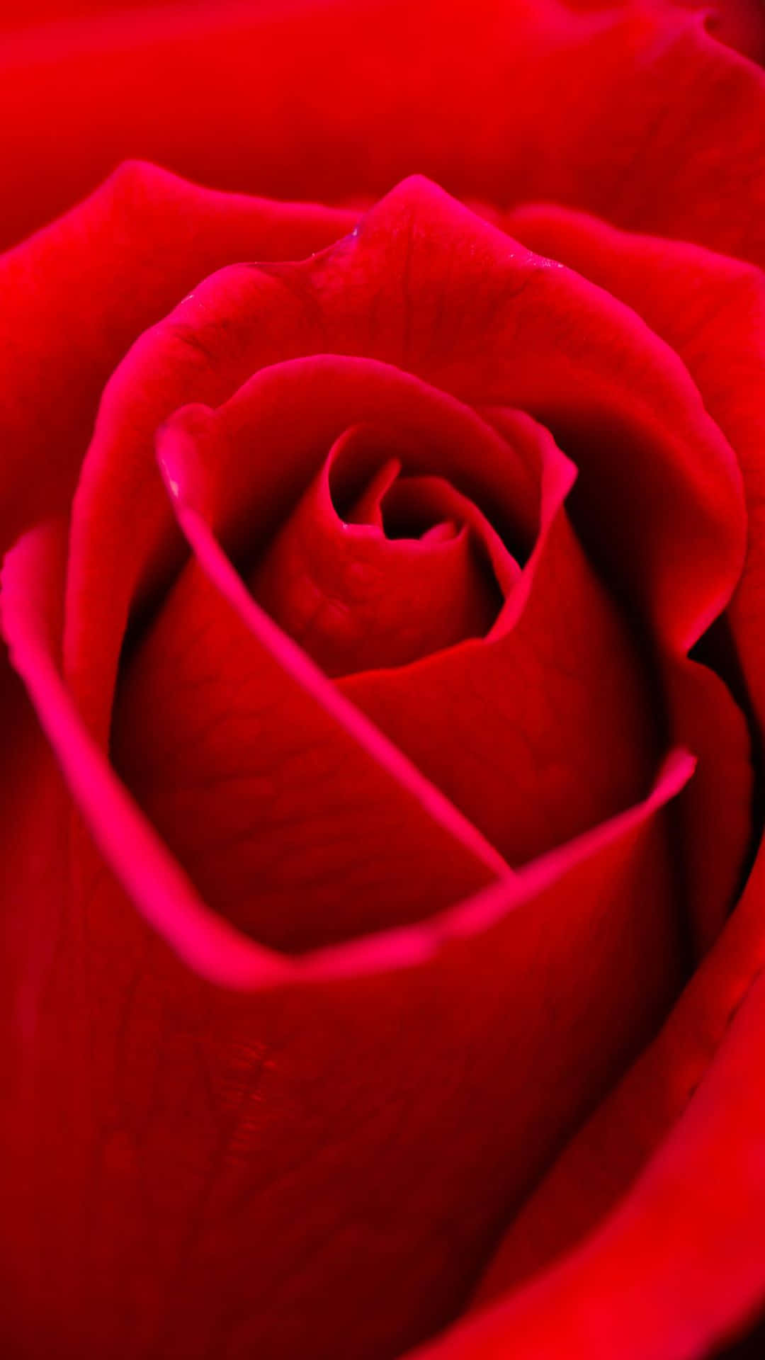 Mesmerizing Red Rose Background