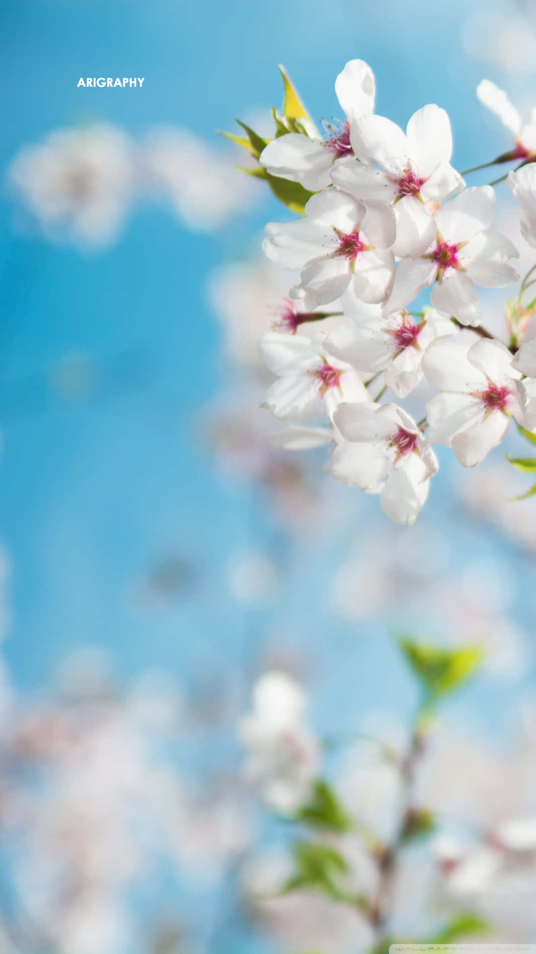 Mesmerizing Spring Blooms On Iphone Wallpaper