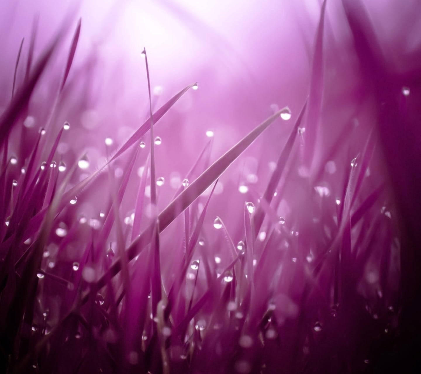 Mesmerizing View Of Purple Rain Wallpaper