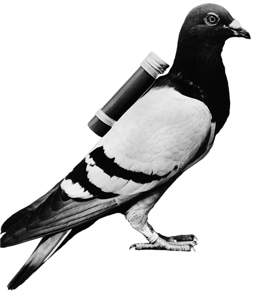 Messenger Pigeonwith Scroll PNG