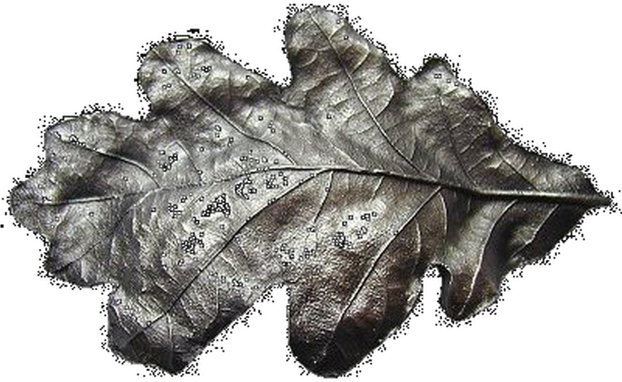 Metallic Oak Leaf Texture PNG