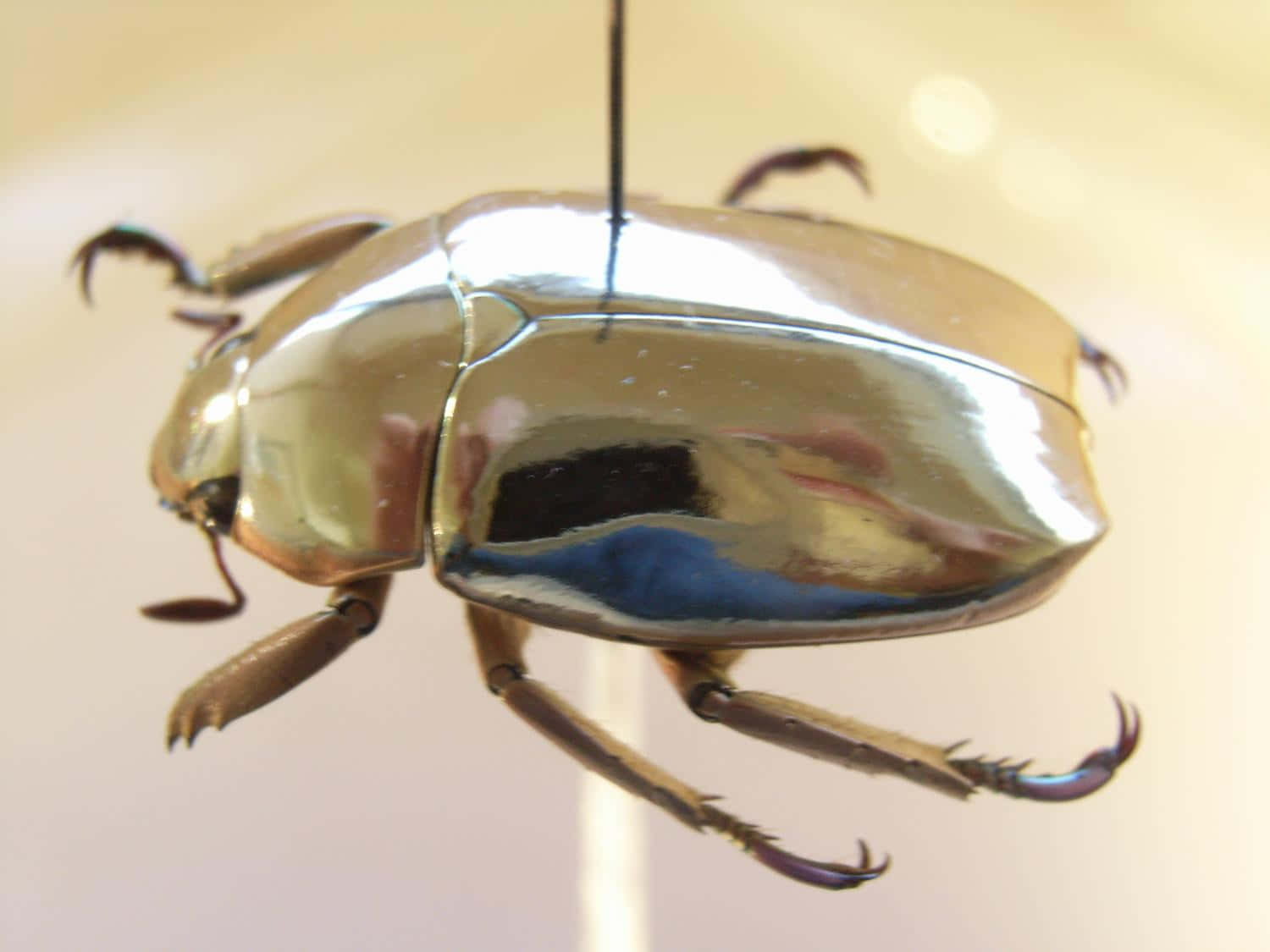 Metallic Scarab Beetle Suspended Wallpaper