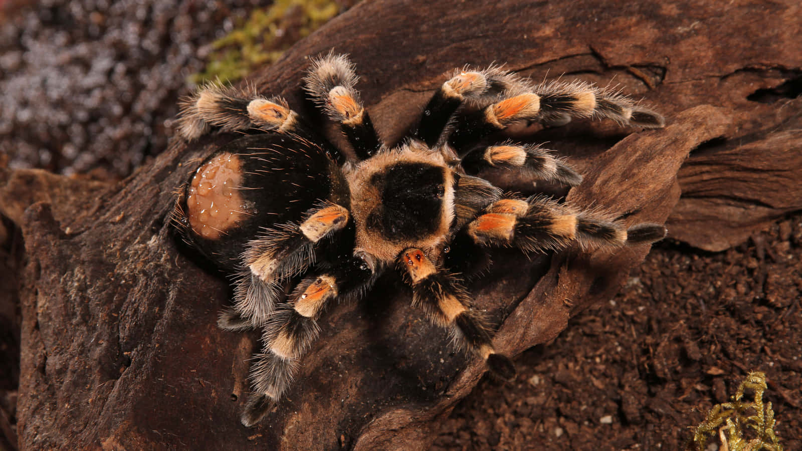 Mexican Redknee Tarantulaon Wood Wallpaper