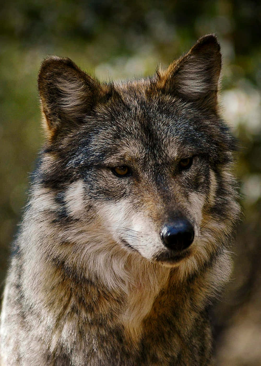 Majestic Mexican Wolf in its natural habitat Wallpaper